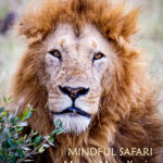 mindful-safari-2025